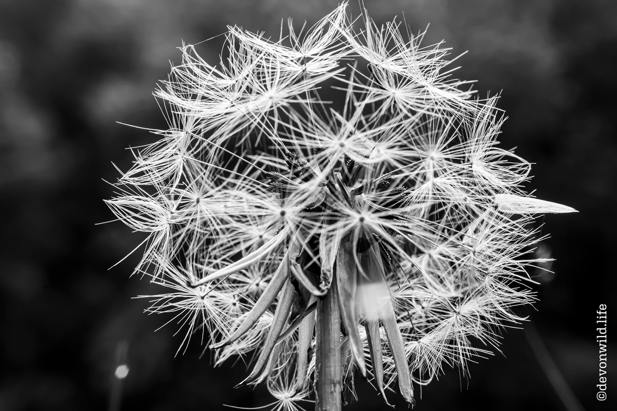 Dust In The Wind
