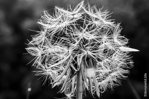 Dust In The Wind