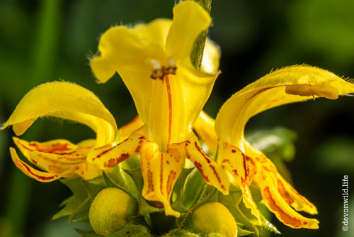Mellow Yellow