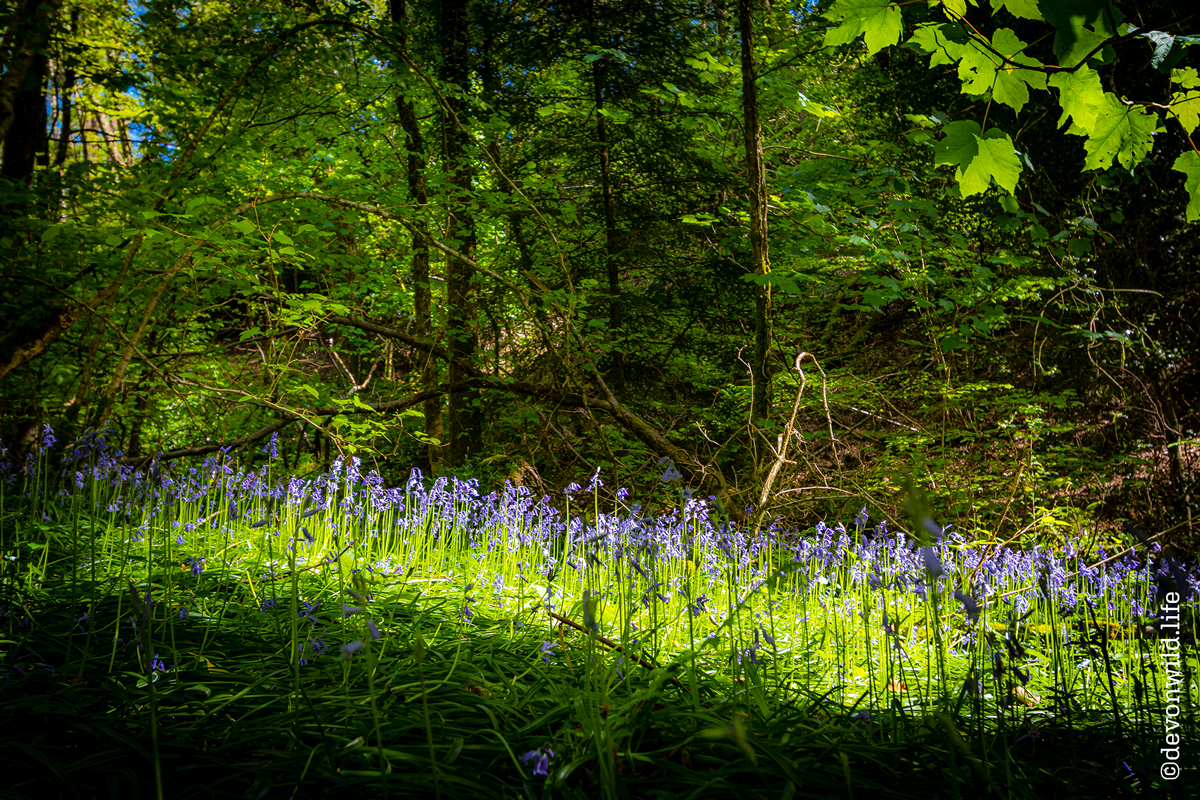 The Blue Glade