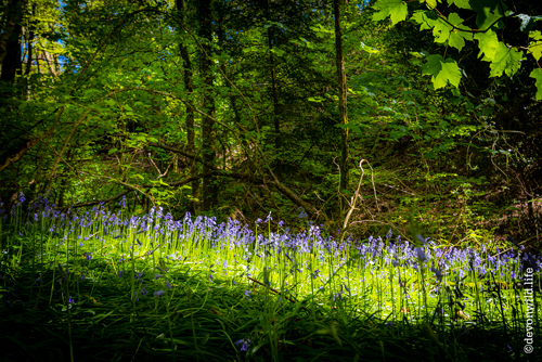 The Blue Glade