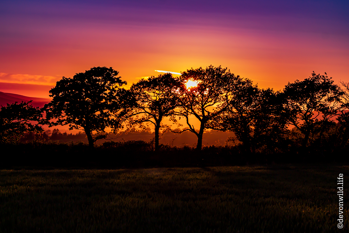 The Dreaming Trees