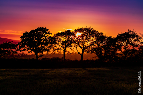 The Dreaming trees