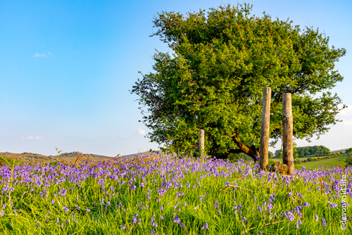 Bluebell Lawn