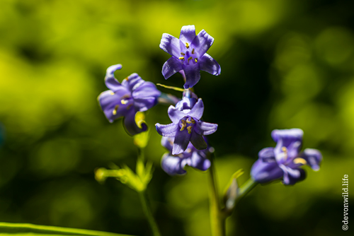 Symphony In Blue