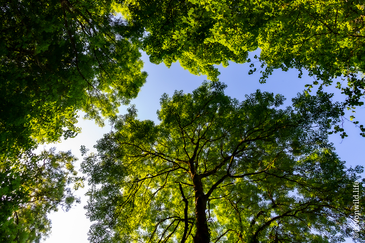 Sea Of Green