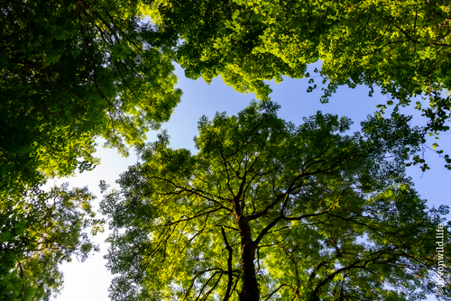 Sea Of Green