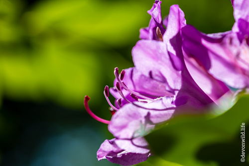 Rhodo Filaments