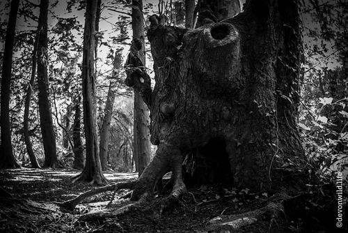 The Elephant Tree