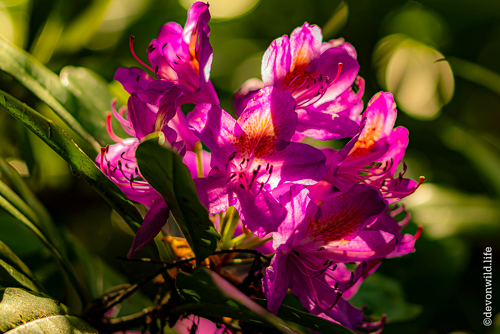 Magenta Blooms
