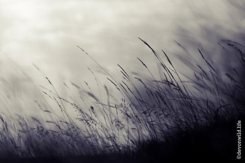Grass In the Wind