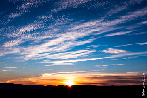 Speckled Sunset