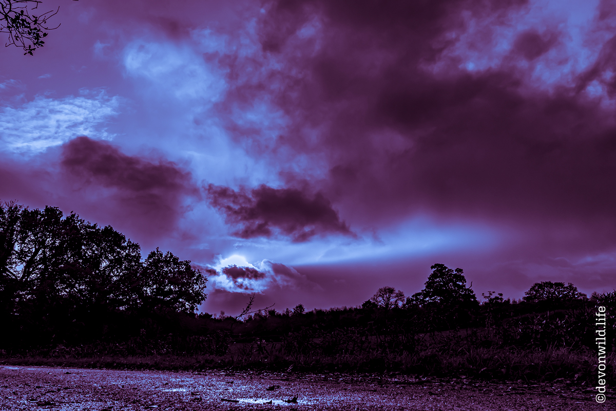 Purple Rain