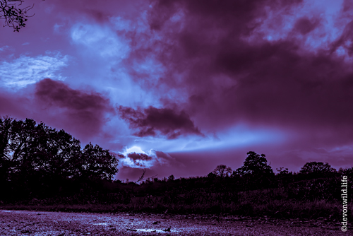 Purple Rain