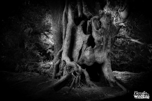 Contorted